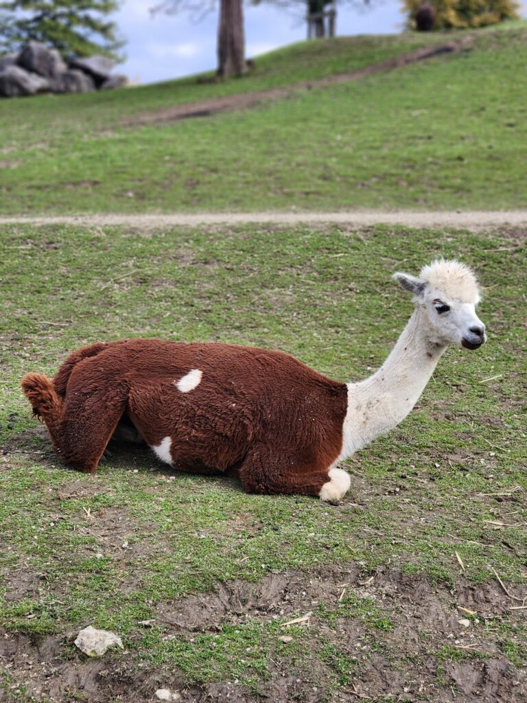 Austria, Waidhofen an der Ybbs_Alpaca 2