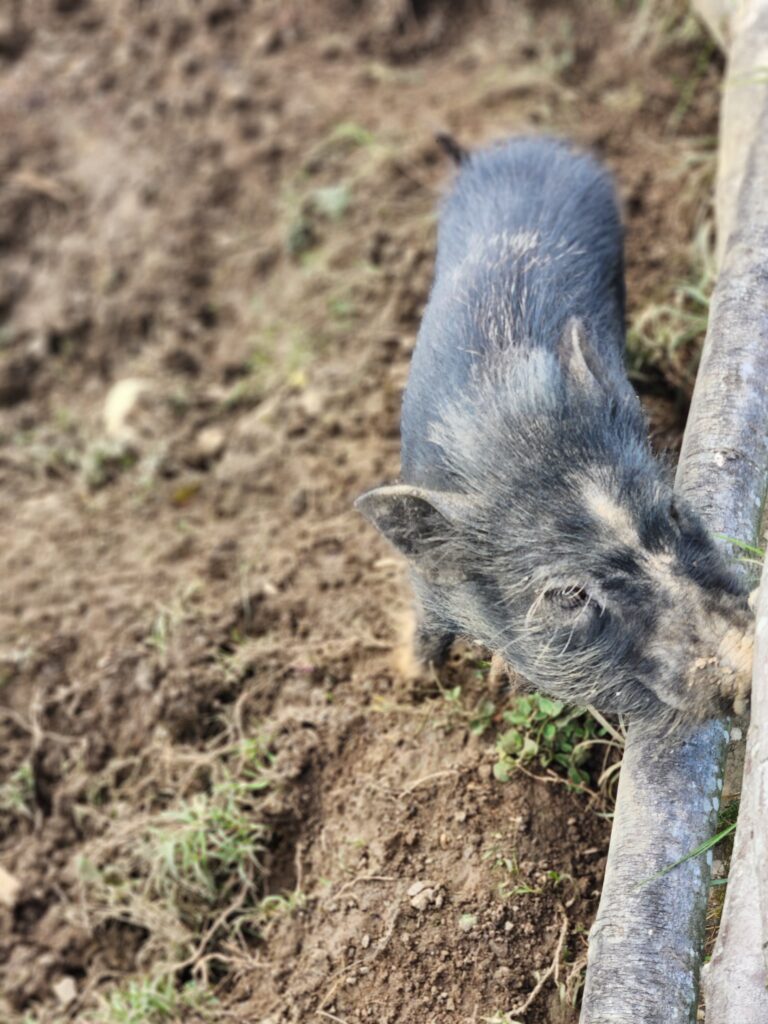 Austria, Waidhofen an der Ybbs_Pig 2