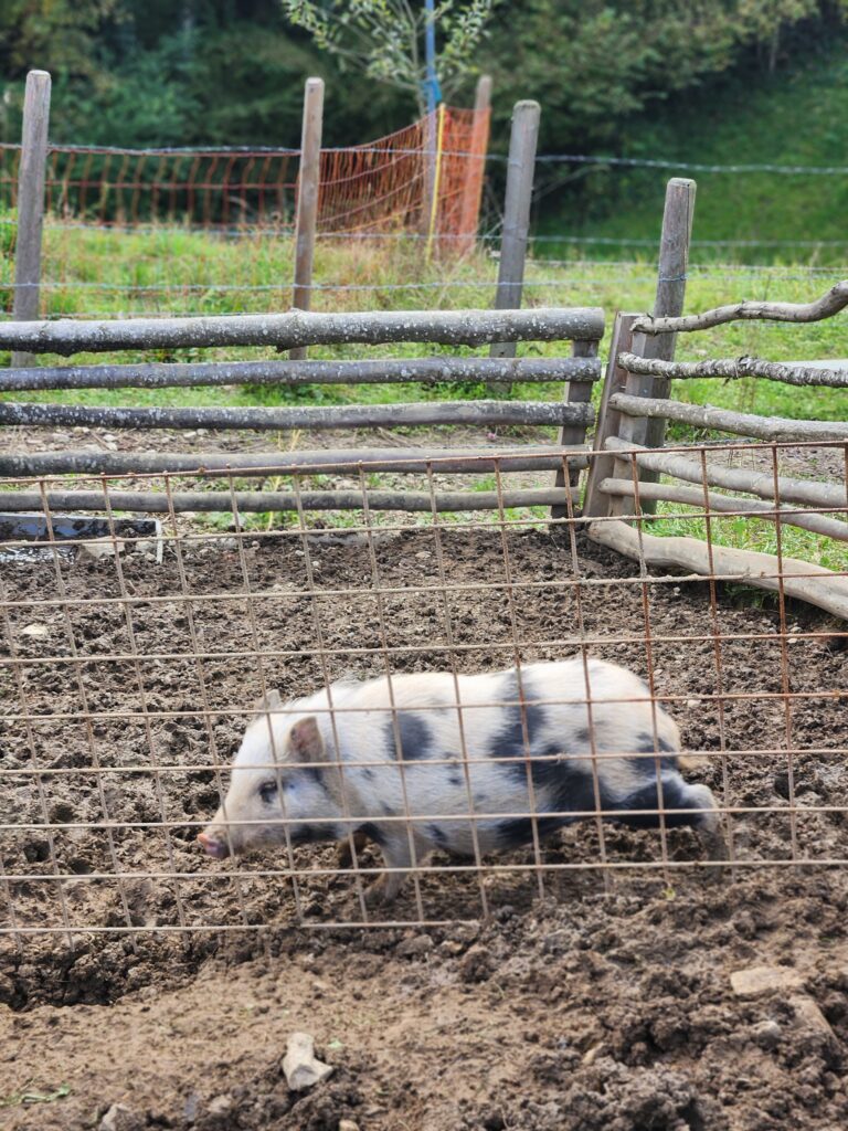 Austria, Waidhofen an der Ybbs_Pig