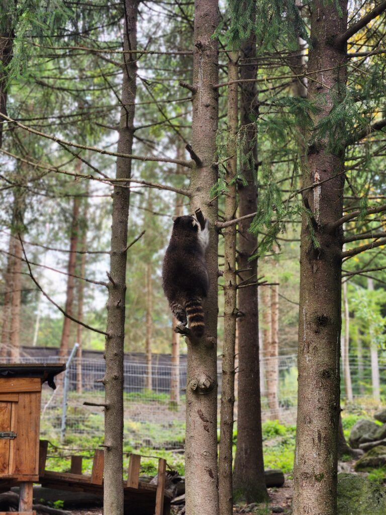 Austria, Waidhofen an der Ybbs_Raccon 2