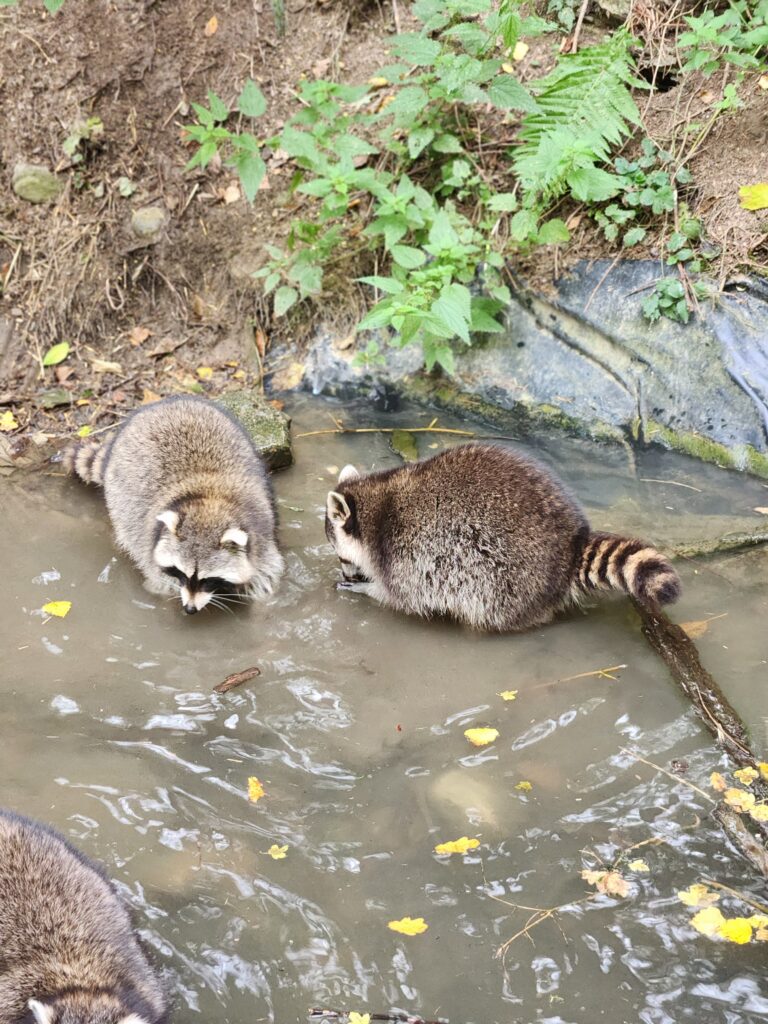 Austria, Waidhofen an der Ybbs_Raccon